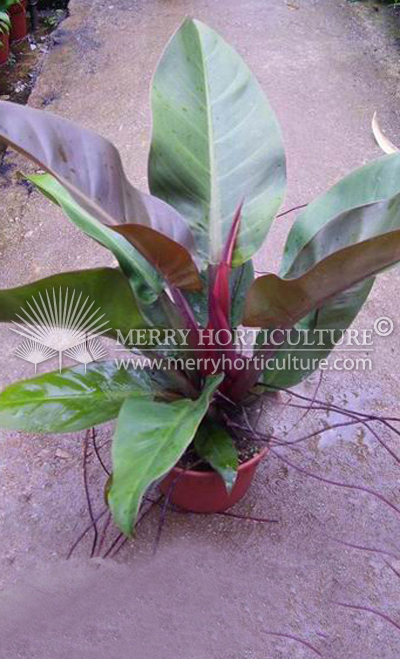 Philondendron imperial red